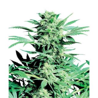 1262 - Shiva Skunk 10 u. reg. Sensi Seeds