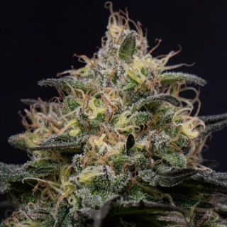 25211 - Silly Hills Triploid  10 u. fem Triploid Seeds