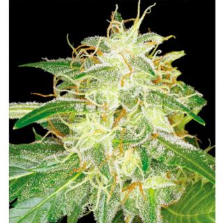 SBR13 - Silver Bubble 13 u. reg. Reserva Privada. DNA Genetics