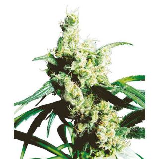 1268 - Silver Haze 10 u. reg. Sensi Seeds