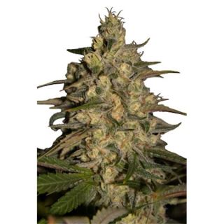 SJSM - Silver Jack 5 u. fem. Seedmakers