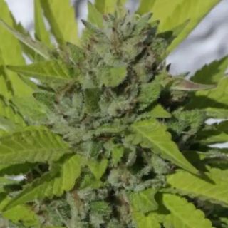 27186 - Sister Cookies 6 u. fem Mamiko Seeds