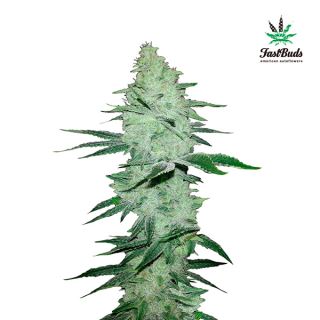 6366 - Six Shooter Auto  1 u. fem. FastBuds Seeds