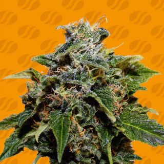 27499 - Skunk  5 u. fem. Original Sensible