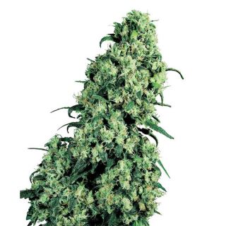 SSS5 - Skunk #1 -  5 u. fem. Sensi Seeds