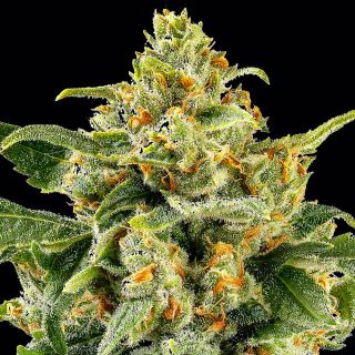 Skunk #1 -  5 u. reg. Barney's