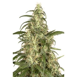 10857 - Skunk #11 -  1 u. fem. Dutch Passion