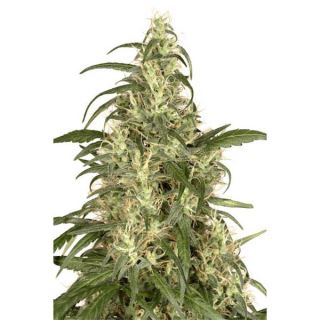 D2263 - Skunk #11 -  5 u. fem. Dutch Passion