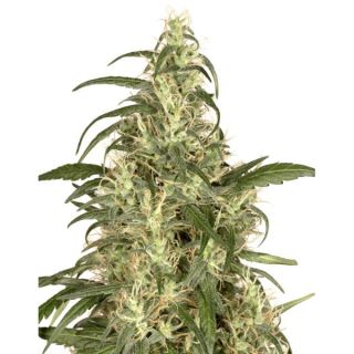 SK1125 - Skunk #11 - 25 u. fem. Dutch Passion