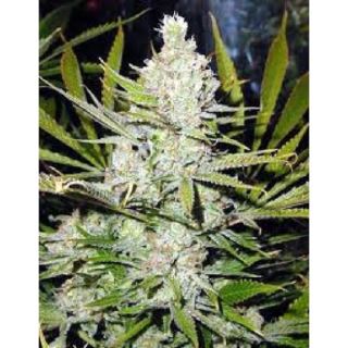 Skunk Haze 15 u. reg. Mr. Nice