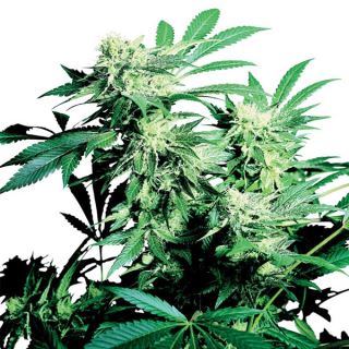 SKF3 - Skunk Kush  3 u. fem. Sensi Seeds