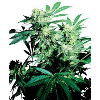 Skunk Kush 10 u. reg. Sensi Seeds