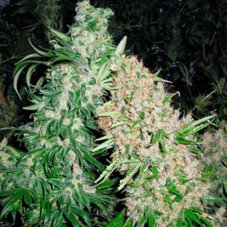 9552 - Skunk Special  4 u. fem. Female Seeds