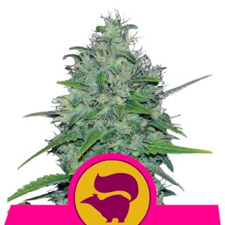 SKXL1 - Skunk XL  1 u. fem. Royal Queen