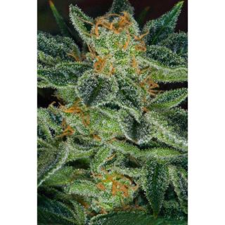 SKXX - Skunk XXX -  5 u. Reg. T.H. Seeds