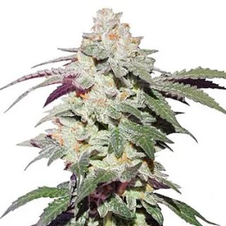 14054 - Skywalker Haze   3 u. fem. Dutch Passion