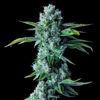 25816 - Skywalker Kush  3 u. fem. DNA Genetics