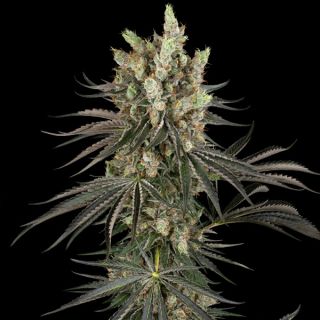 Slam Dank   5 u. fem. Sensi Seeds Research
