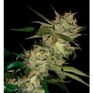 Sleestack x Skunk  6 u. reg. DNA Genetics