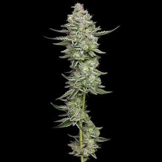 Slightly Stoopid Collie Man Kush 3 u. fem Humbold Seeds Company
