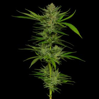 24962 - Slightly Stoopid Fruits 3 u. fem Humbold Seeds Company