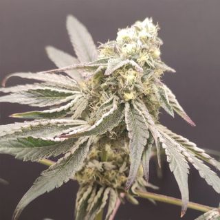 26537 - Slurpicle #11 - 4 u. Seeds of Anarchy