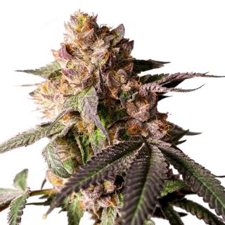 27606 - Slurricane Cookies  5 u. fem. Dutch Passion Limited Edition