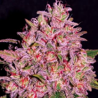 24145 - Slurty 10 u. fem Empire Seeds