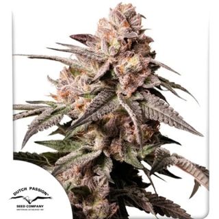 25681 - Slush Mint Cake  3 u. fem. Dutch Passion