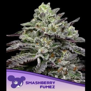 21535 - Smashberry Fumez  3 u. fem Anesia