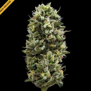 25817 - Snack Pack  3 u. fem. DNA Genetics