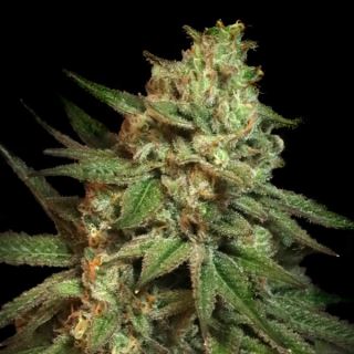 Snoop's Applefrizzle 3 ud. fem Elev8 Seeds