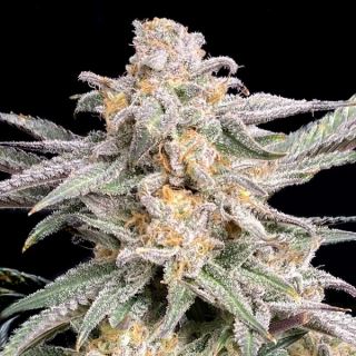 Snoop's Punch 3 ud. fem Elev8 Seeds