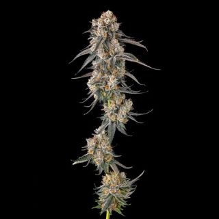 27224 - Solazo : Pinana x Black Ambers  - 7 u. Fem Compound Genetics