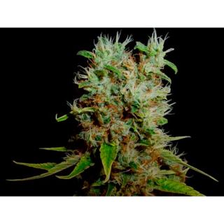 Soma Salad 10 u. fem. Soma Seeds DESCATALOGADA