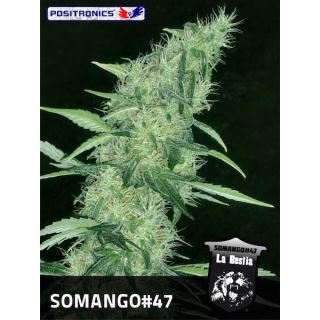S471 - Somango #47 -  1 u. fem. Positronics Seeds