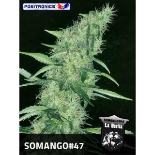 Somango #47 -  1 u. fem. Positronics Seeds