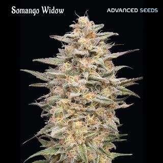 6282 - Somango Widow  1 u. fem. Advanced Seeds