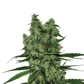 14678 - Somango XXL  5 u. fem. Nirvana