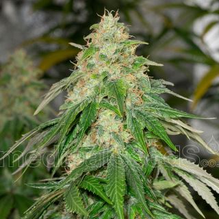 7337 - Some Sweet   5 u. fem. Medical Seeds