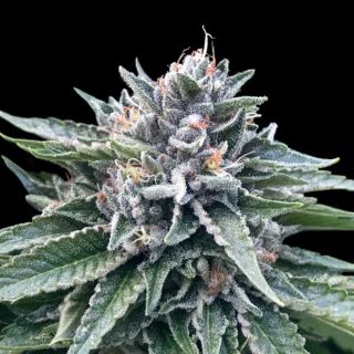 21333 - Sorbet #4 - 10 u. fem. DNA Genetics