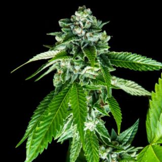 25819 - Sorbet Dreams  3 u. fem. DNA Genetics