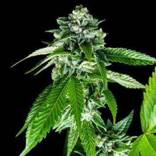 21334 - Sorbet Dreams  5 u. fem. DNA Genetics