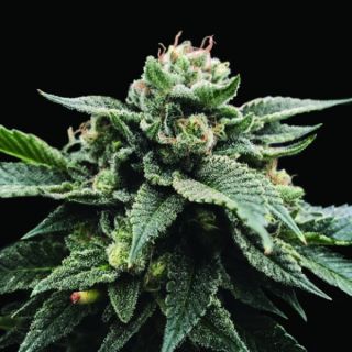 25820 - Sorbet Stash  3 u. fem. DNA Genetics