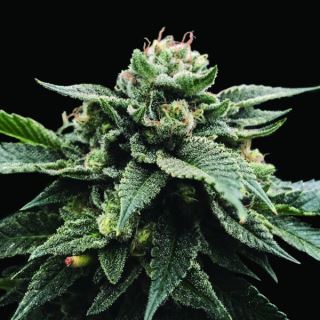 21336 - Sorbet Stash  5 u. fem. DNA Genetics