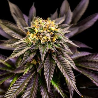 27156 - Soul Berry  5 u. fem Limited Edition Gratefull Seeds