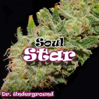 7017 - Soul Star 2 u. fem. Dr Underground