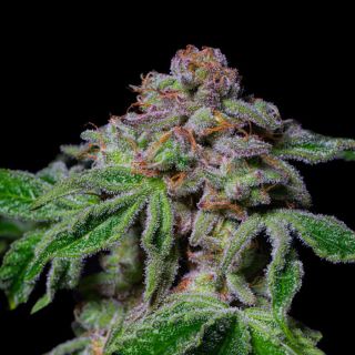 Sour Aloha 1 u. fem - Exotic Line- Pure Instinto
