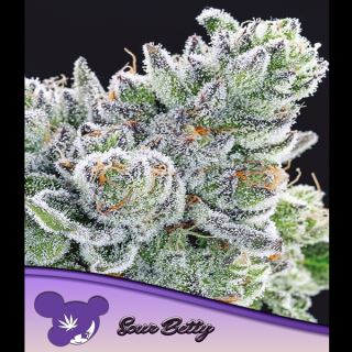 21499 - Sour Betty  3 u. fem Anesia