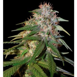 SCR6 - Sour Cream  6 u. reg. DNA Genetics